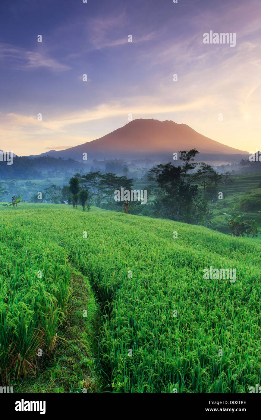 Detail Gambar Sawah Padi Gambar Sawah Padi Di Tengger Nomer 37