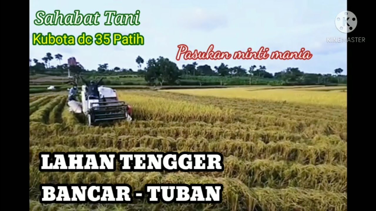 Detail Gambar Sawah Padi Gambar Sawah Padi Di Tengger Nomer 43