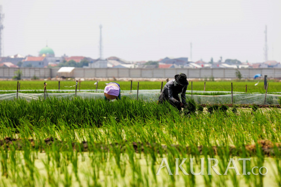 Detail Gambar Sawah Padi Gambar Sawah Padi Di Tengger Nomer 48