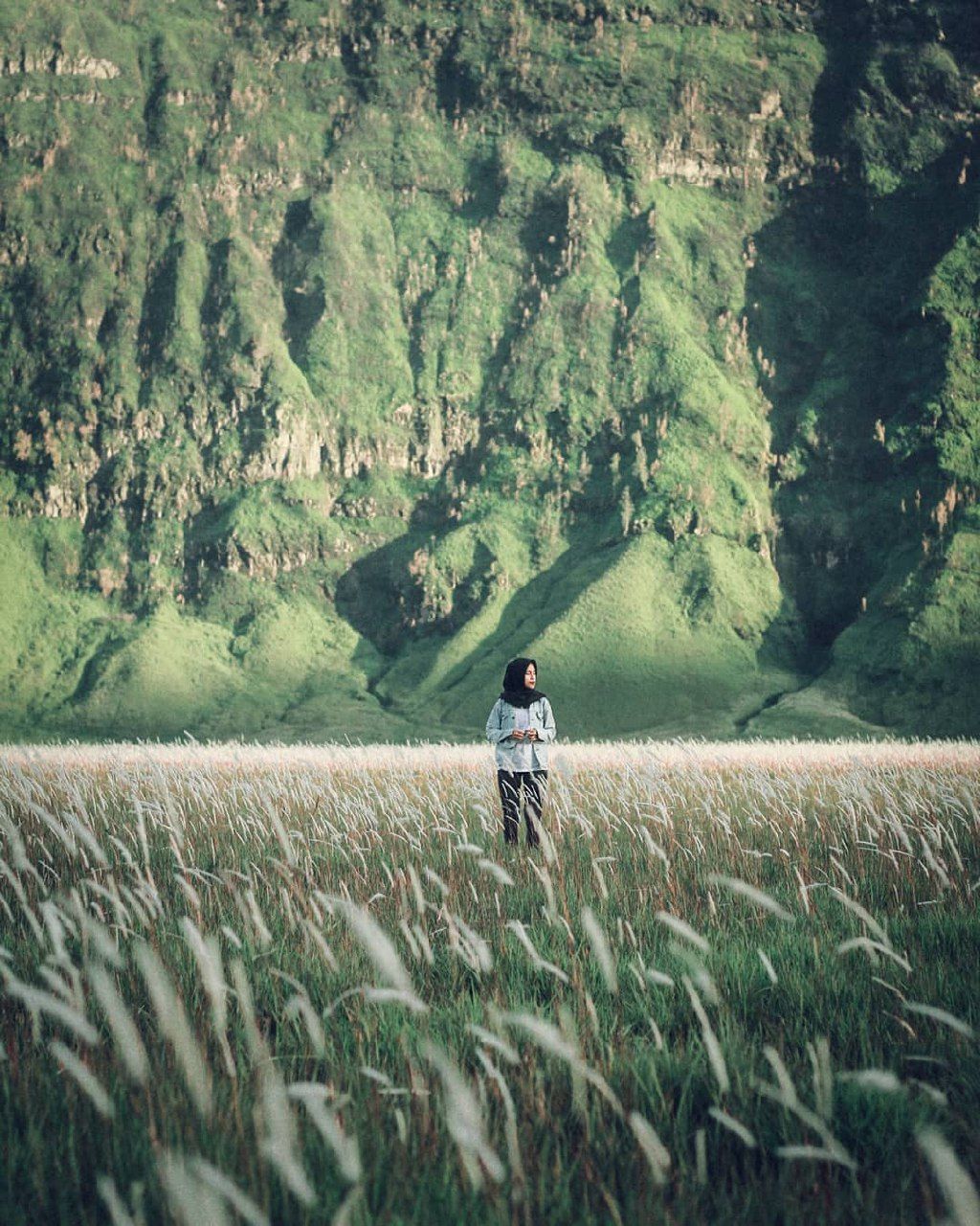 Detail Gambar Sawah Padi Gambar Sawah Padi Di Tengger Nomer 7