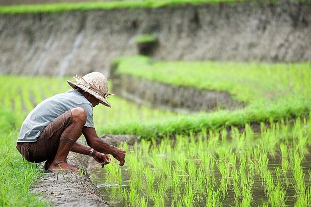 Detail Gambar Sawah Padi Gambar Sawah Padi Di Tengger Nomer 8