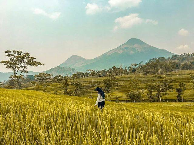 Detail Gambar Sawah Padi Gunung Bromo Nomer 2