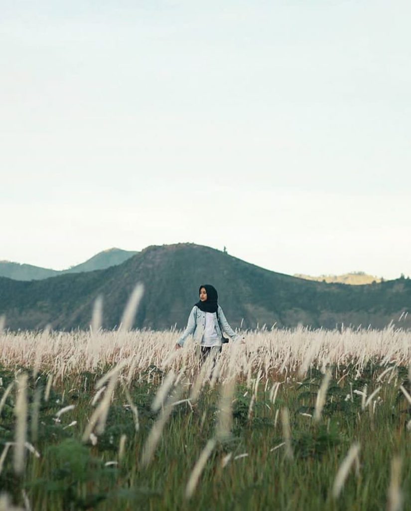 Detail Gambar Sawah Padi Gunung Bromo Nomer 9