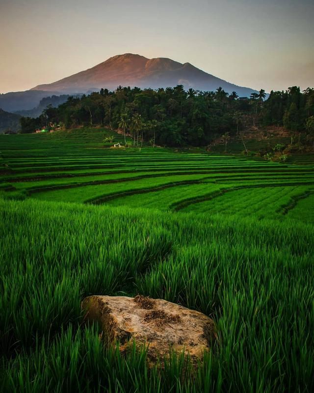 Detail Gambar Sawah Padi Gunung Bromo Nomer 3