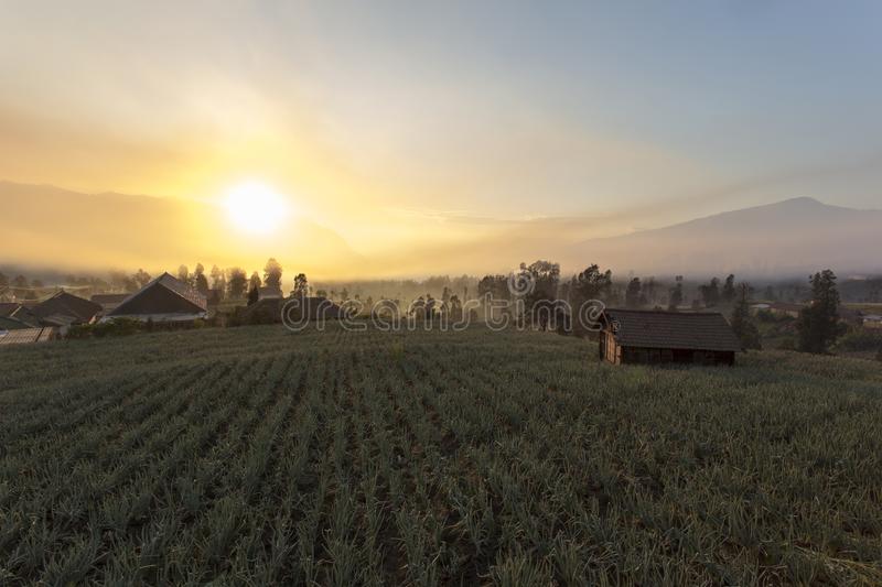 Detail Gambar Sawah Padi Gunung Bromo Nomer 25