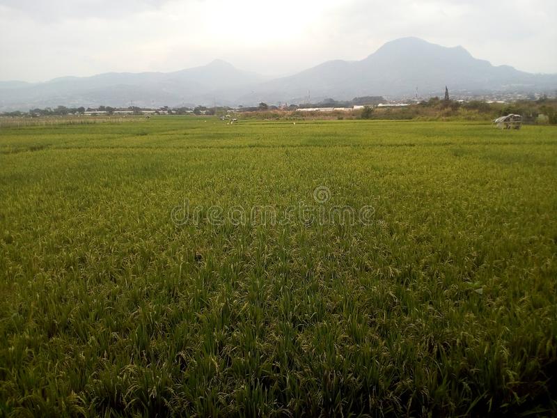 Detail Gambar Sawah Padi Gunung Bromo Nomer 33