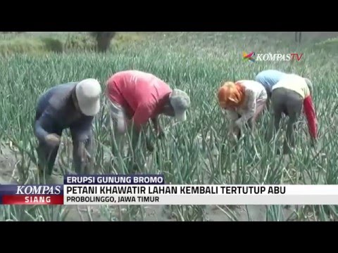 Detail Gambar Sawah Padi Gunung Bromo Nomer 34