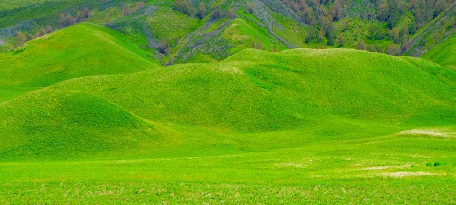 Detail Gambar Sawah Padi Gunung Bromo Nomer 50