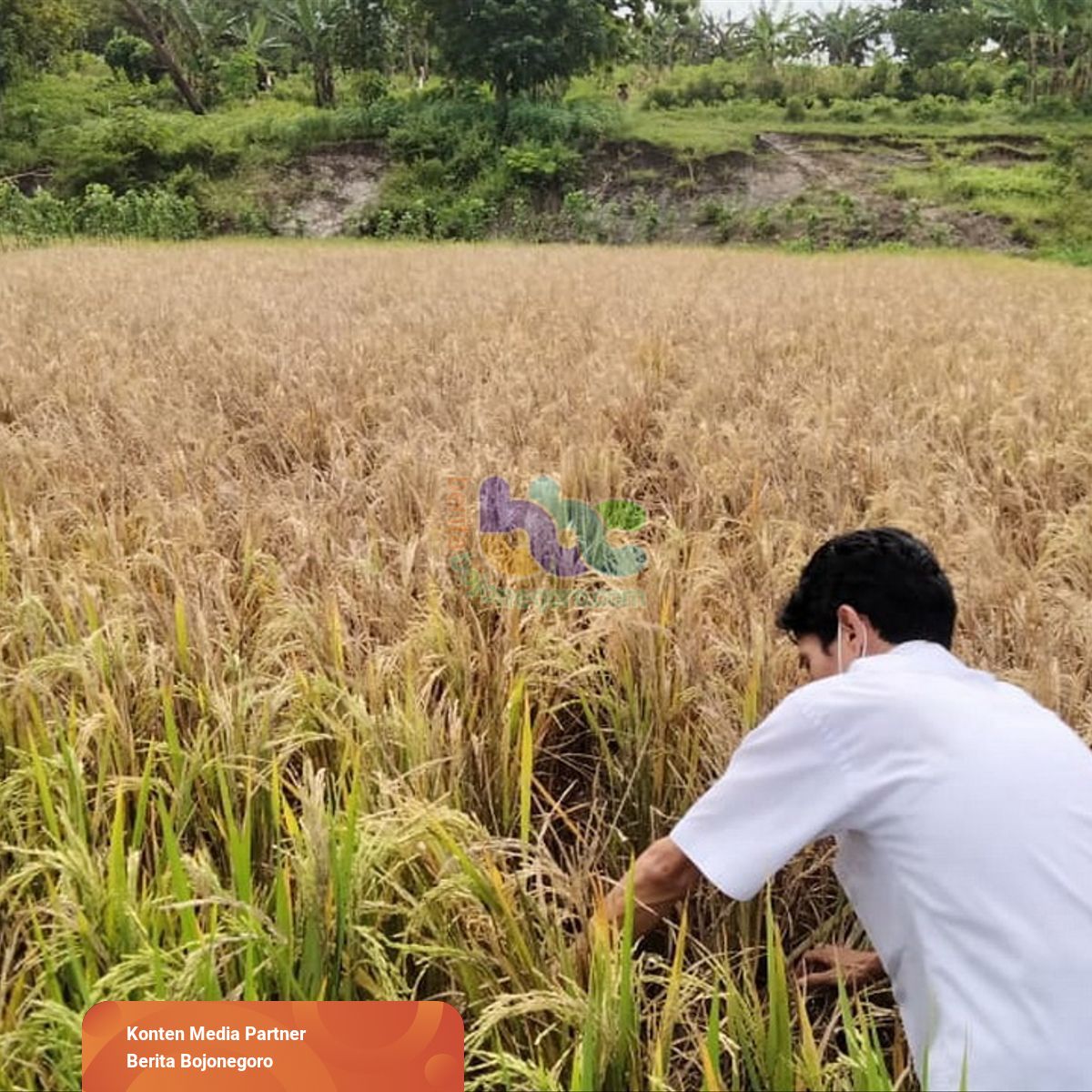 Detail Gambar Sawah Padi Sawah Di Tengger Nomer 11