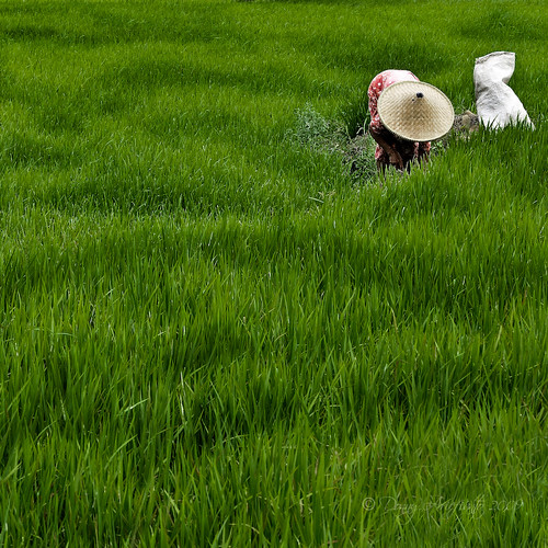 Detail Gambar Sawah Padi Sawah Di Tengger Nomer 14