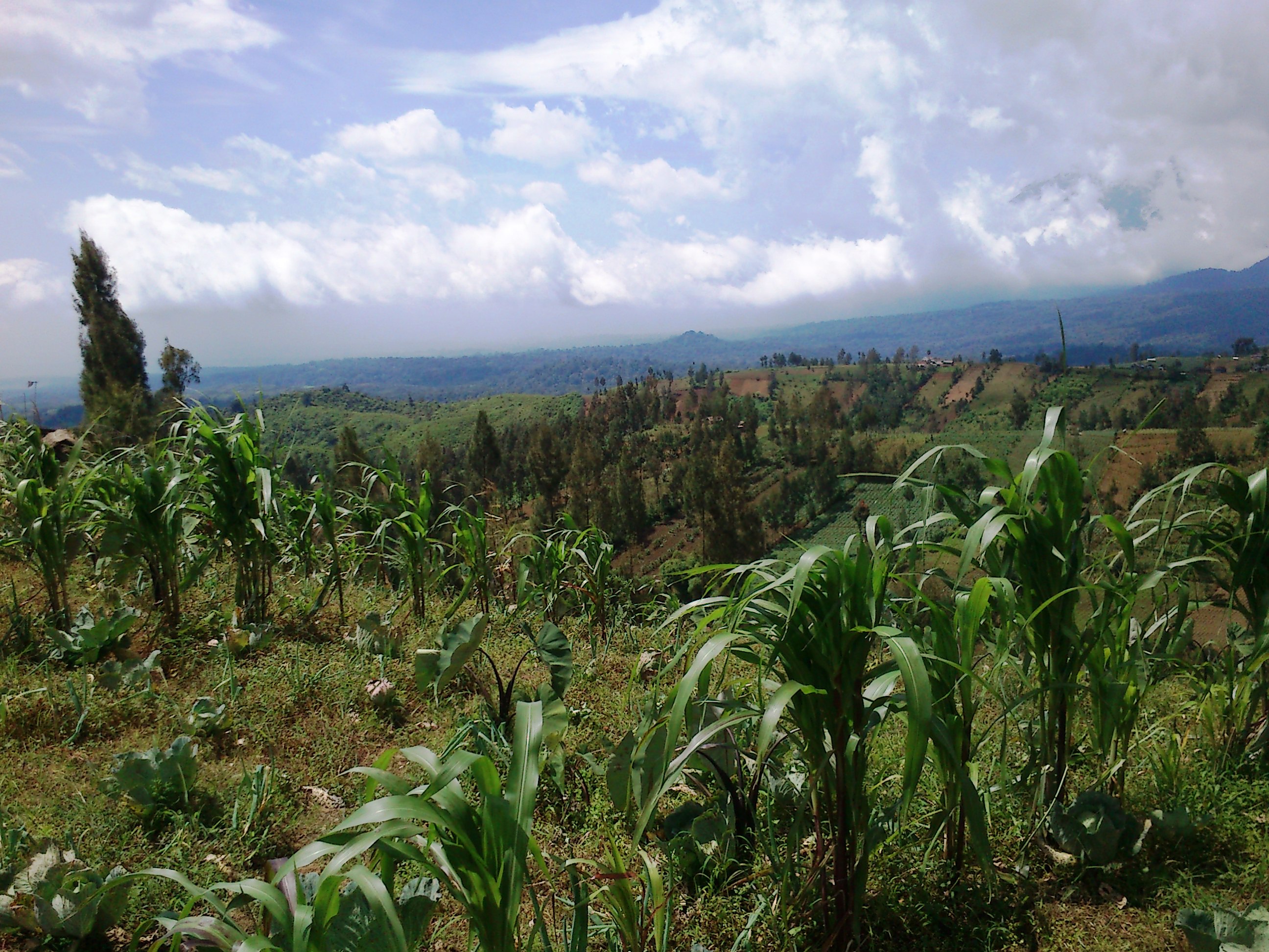 Detail Gambar Sawah Padi Sawah Di Tengger Nomer 15