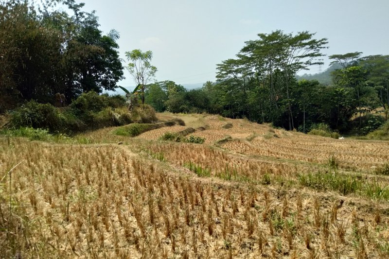 Detail Gambar Sawah Padi Sawah Di Tengger Nomer 16