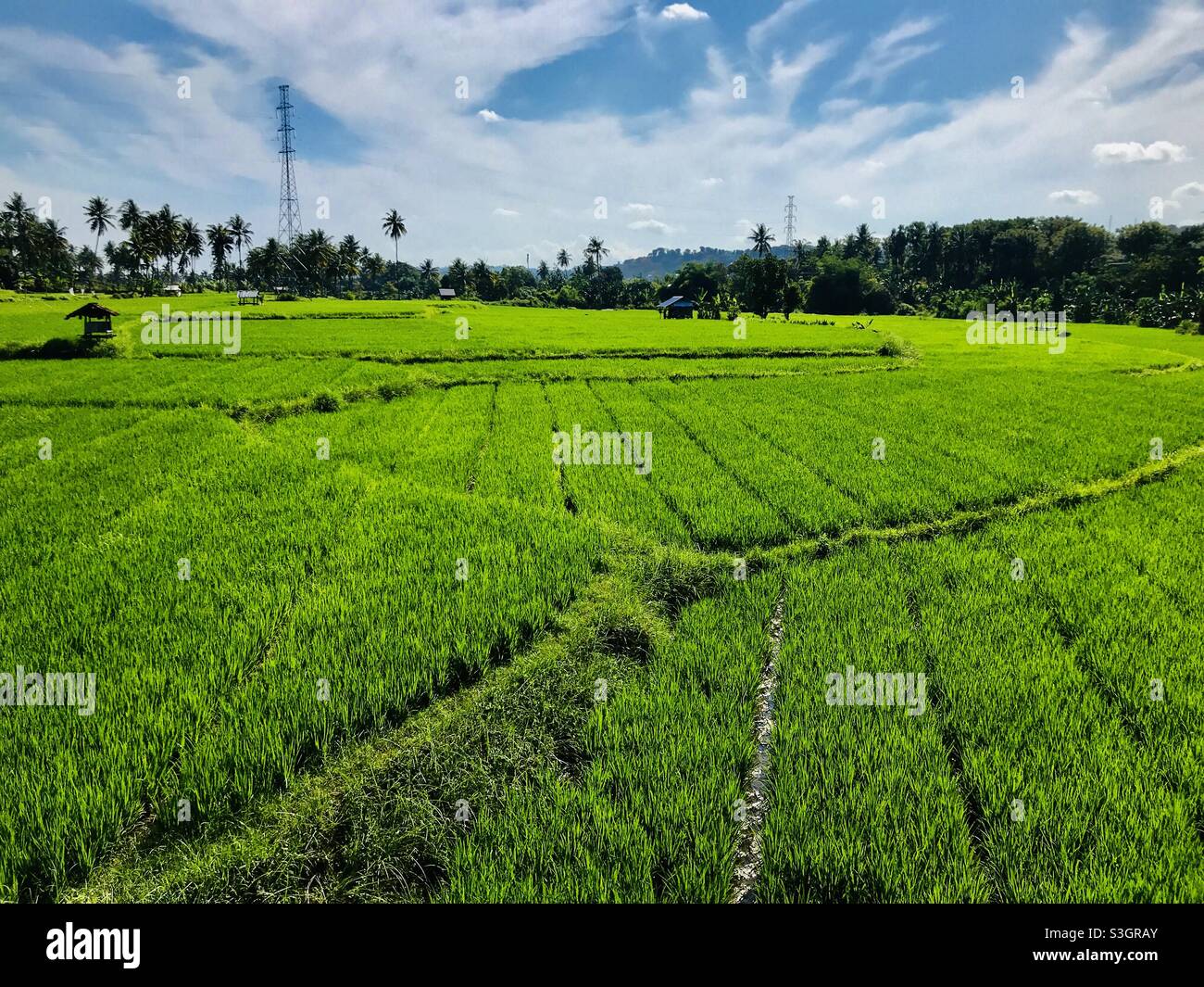 Detail Gambar Sawah Padi Sawah Di Tengger Nomer 17