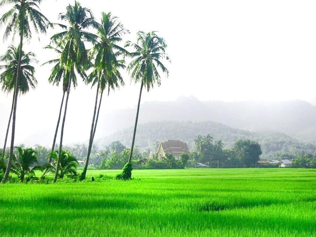 Detail Gambar Sawah Padi Sawah Di Tengger Nomer 3