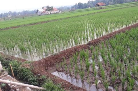 Detail Gambar Sawah Padi Sawah Di Tengger Nomer 21