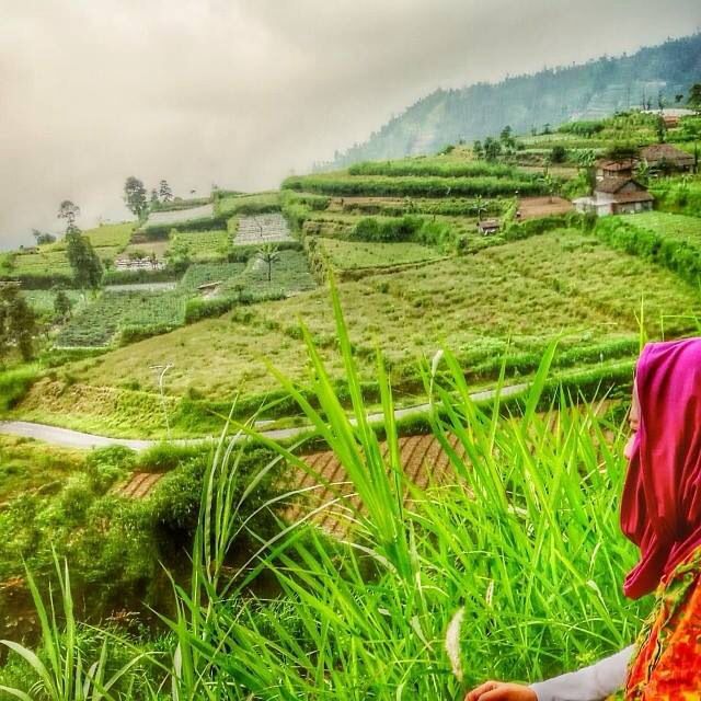 Detail Gambar Sawah Padi Sawah Di Tengger Nomer 23