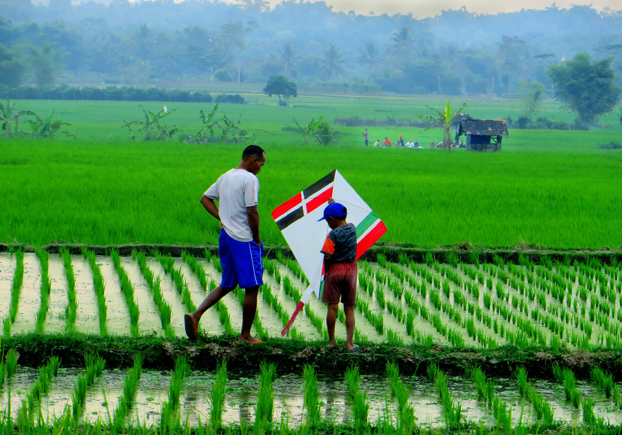 Detail Gambar Sawah Padi Sawah Di Tengger Nomer 24