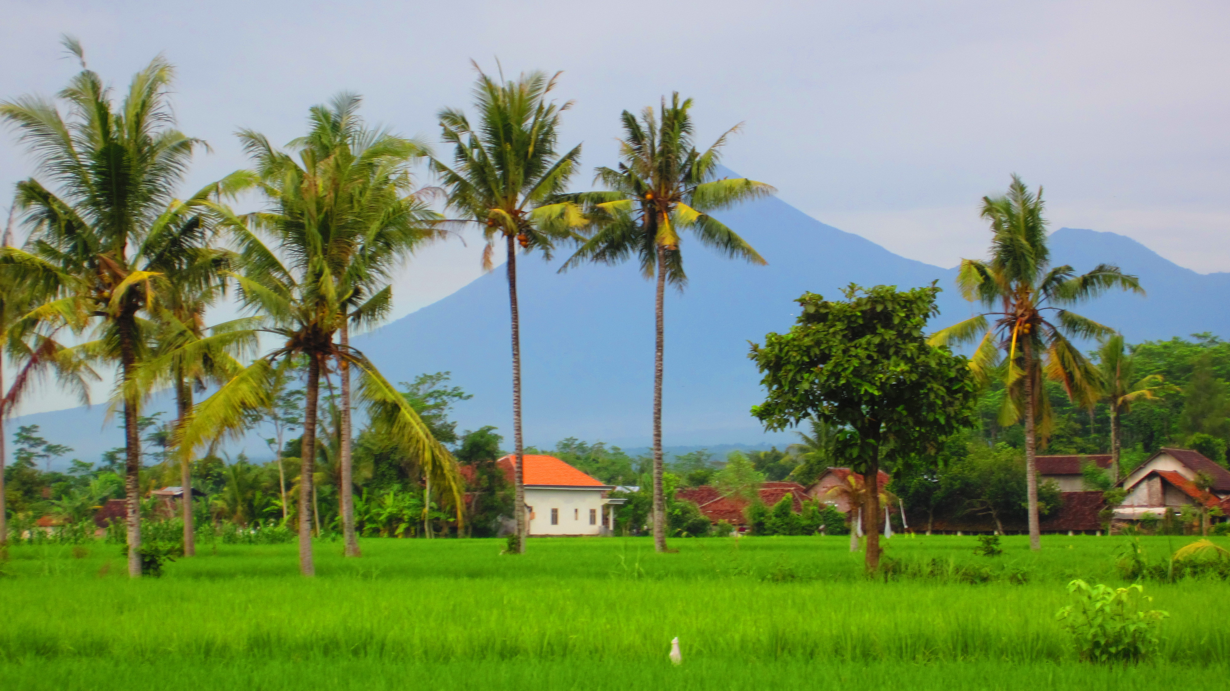 Detail Gambar Sawah Padi Sawah Di Tengger Nomer 25