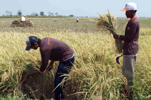 Detail Gambar Sawah Padi Sawah Di Tengger Nomer 26