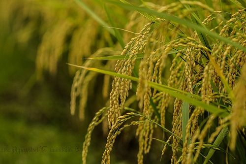 Detail Gambar Sawah Padi Sawah Di Tengger Nomer 4