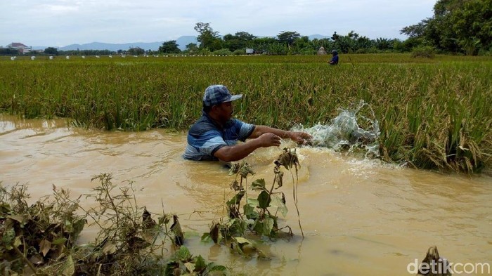 Detail Gambar Sawah Padi Sawah Di Tengger Nomer 29