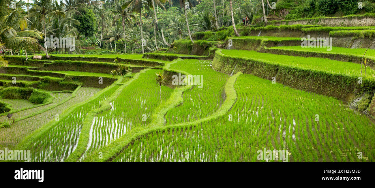 Detail Gambar Sawah Padi Sawah Di Tengger Nomer 31