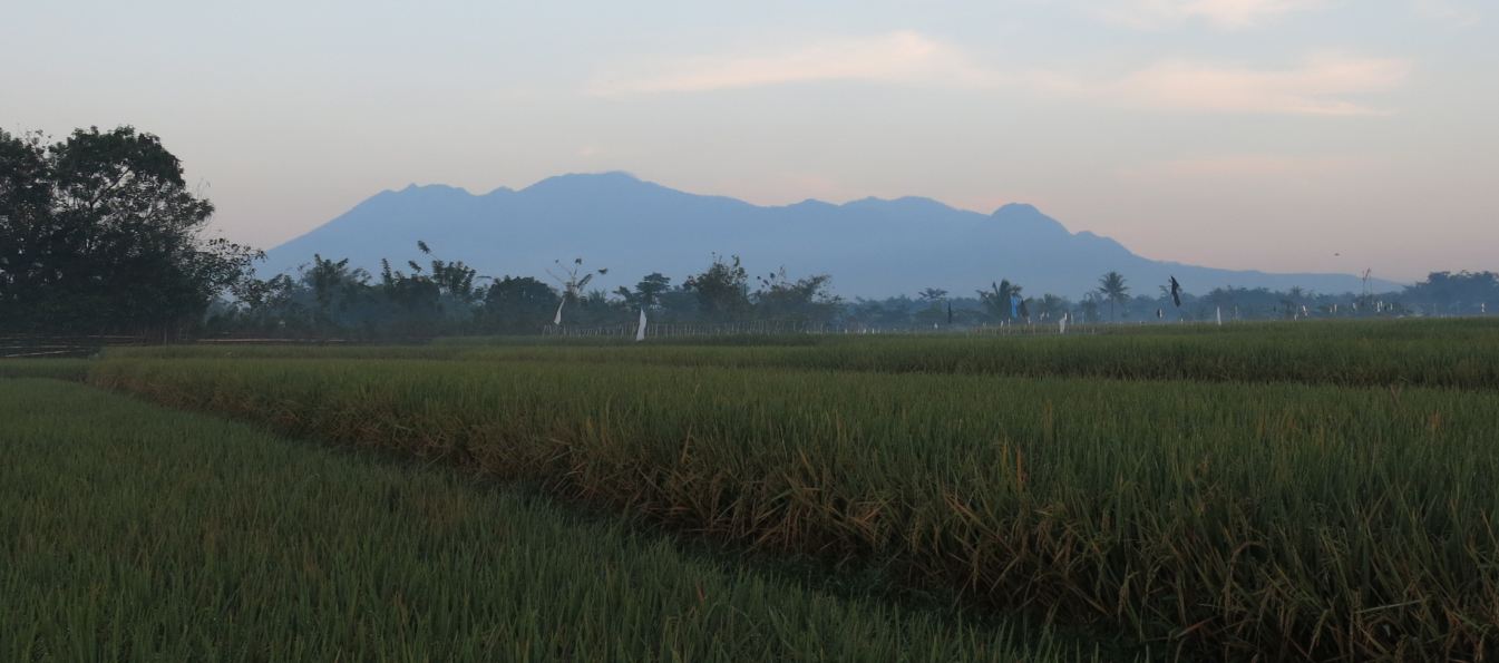 Detail Gambar Sawah Padi Sawah Di Tengger Nomer 32