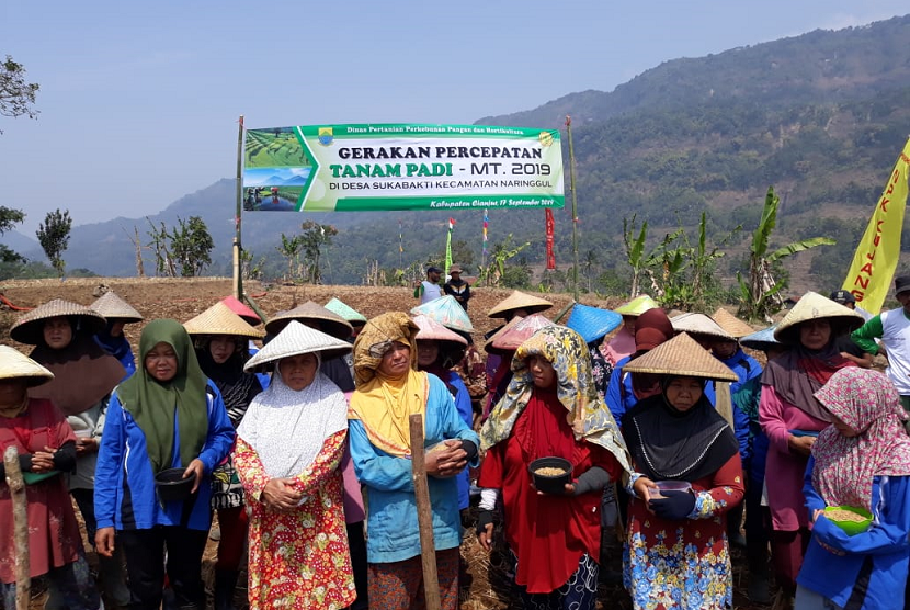 Detail Gambar Sawah Padi Sawah Di Tengger Nomer 34