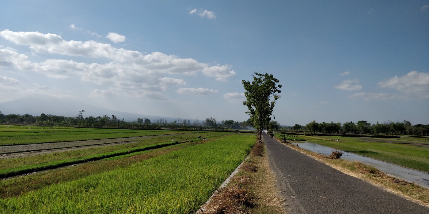 Detail Gambar Sawah Padi Sawah Di Tengger Nomer 35