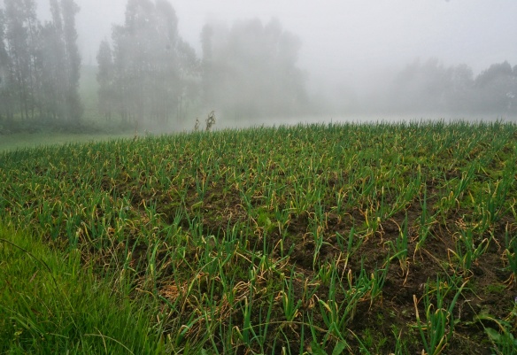 Detail Gambar Sawah Padi Sawah Di Tengger Nomer 36