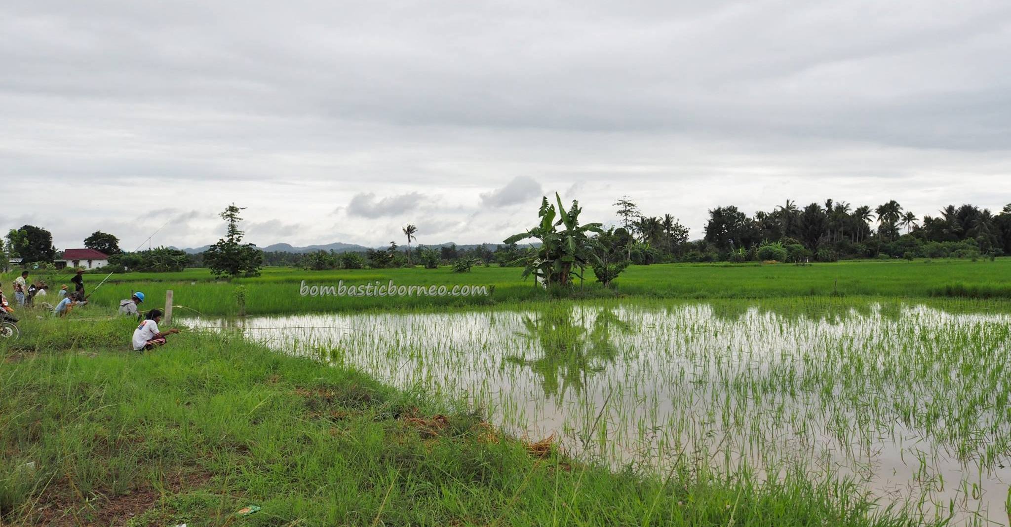 Detail Gambar Sawah Padi Sawah Di Tengger Nomer 5