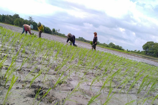 Detail Gambar Sawah Padi Sawah Di Tengger Nomer 37