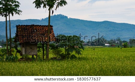 Detail Gambar Sawah Padi Sawah Di Tengger Nomer 38