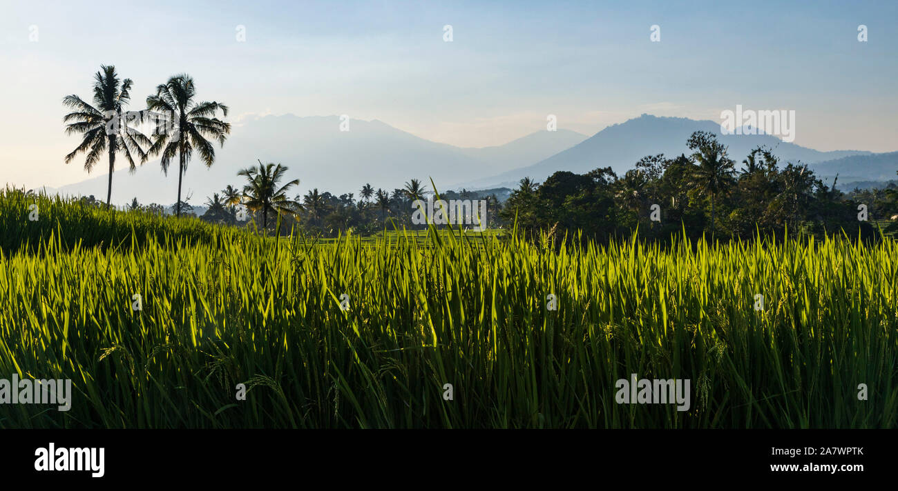 Detail Gambar Sawah Padi Sawah Di Tengger Nomer 40