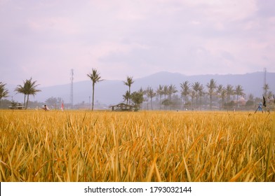 Detail Gambar Sawah Padi Sawah Di Tengger Nomer 41