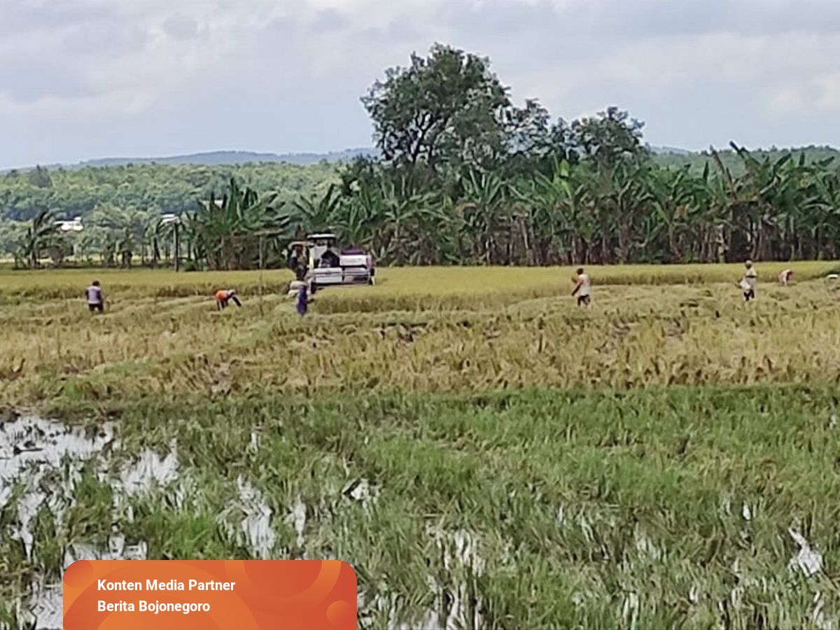 Detail Gambar Sawah Padi Sawah Di Tengger Nomer 42