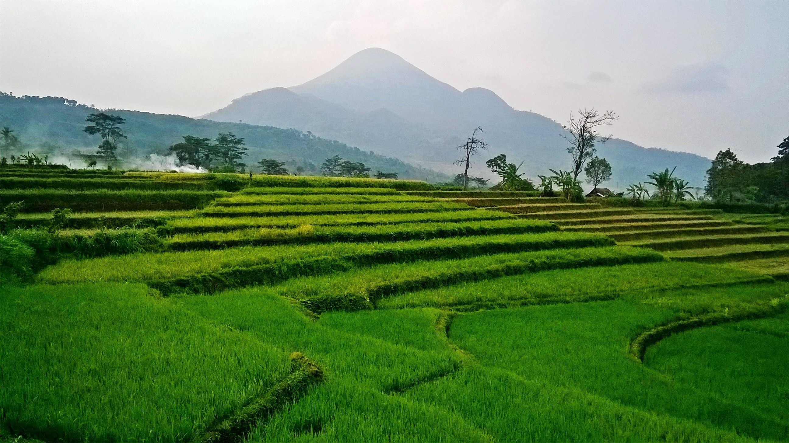 Detail Gambar Sawah Padi Sawah Di Tengger Nomer 43