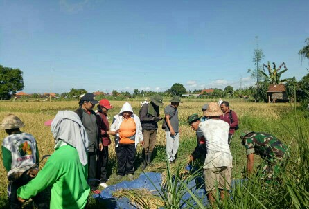 Detail Gambar Sawah Padi Sawah Di Tengger Nomer 44