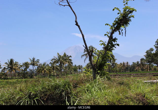 Detail Gambar Sawah Padi Sawah Di Tengger Nomer 45