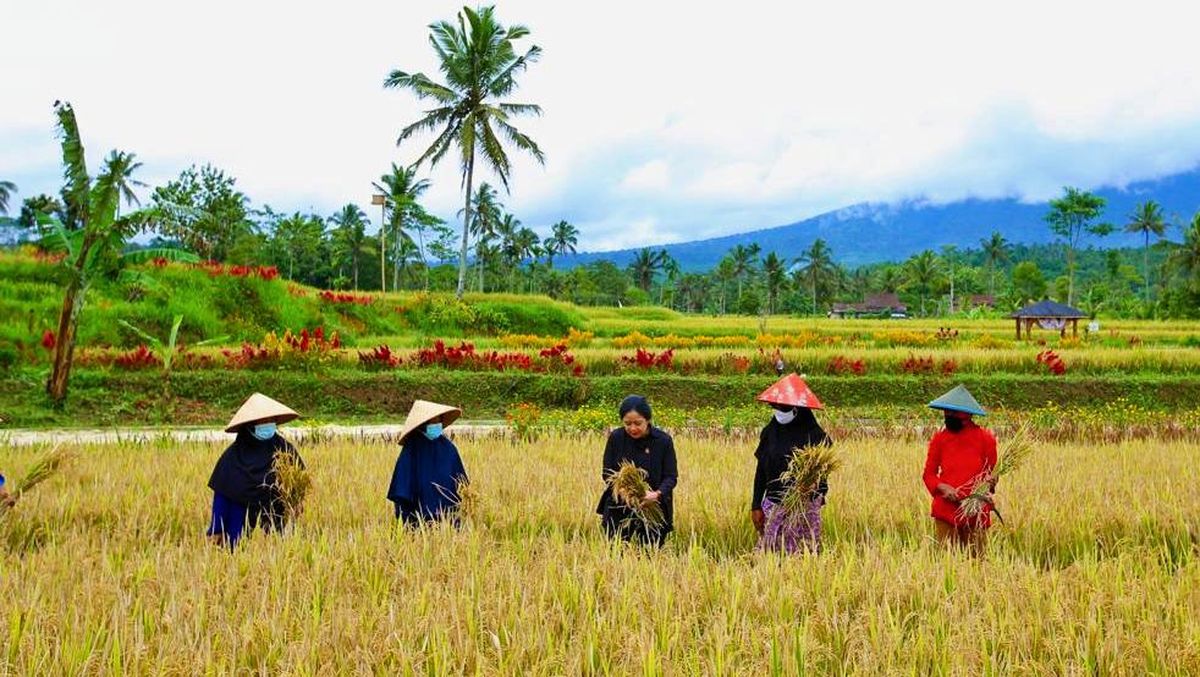 Detail Gambar Sawah Padi Sawah Di Tengger Nomer 6