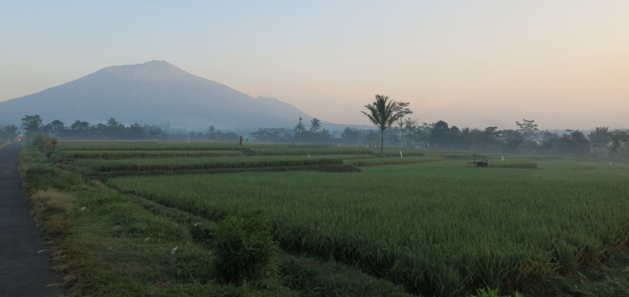 Detail Gambar Sawah Padi Sawah Di Tengger Nomer 46