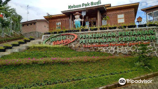 Detail Gambar Sawah Padi Sawah Di Tengger Nomer 47