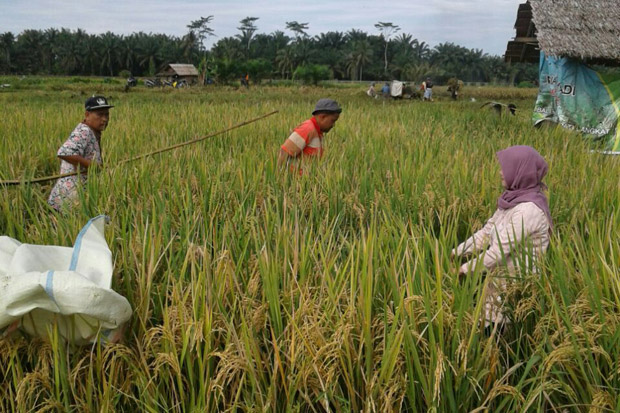 Detail Gambar Sawah Padi Sawah Di Tengger Nomer 48