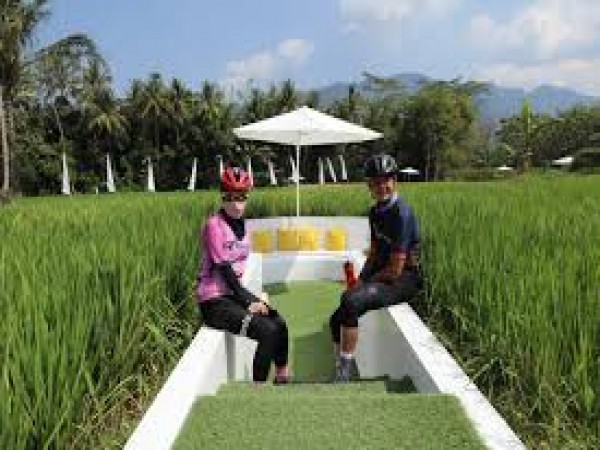 Detail Gambar Sawah Padi Sawah Di Tengger Nomer 50