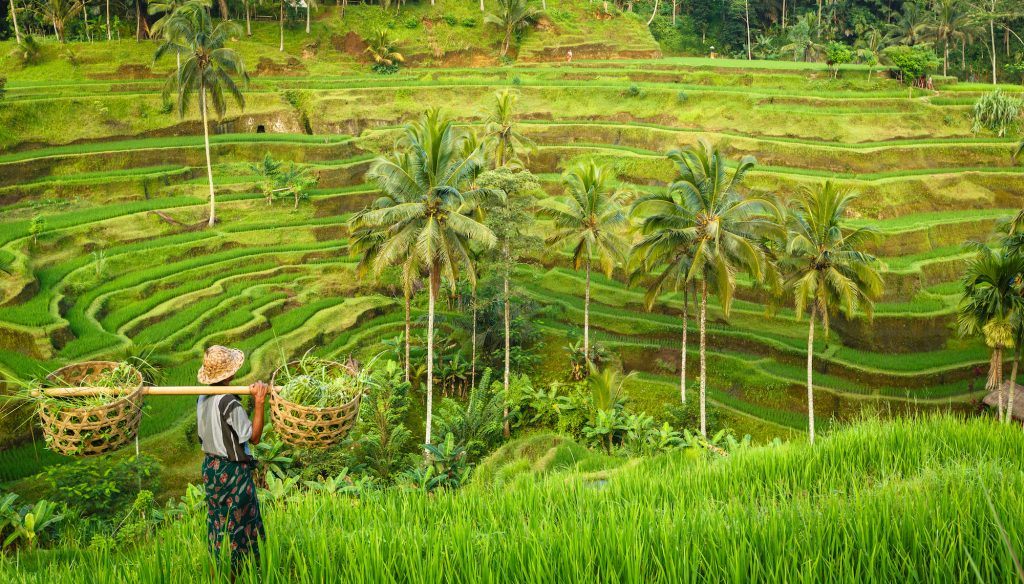 Detail Gambar Sawah Padi Sawah Di Tengger Nomer 10