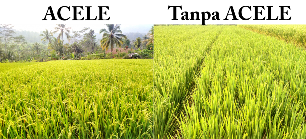 Detail Gambar Sawah Padi Tumbuhan Gubis Nomer 12