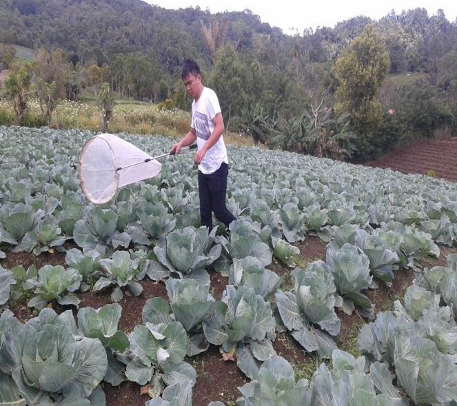 Detail Gambar Sawah Padi Tumbuhan Gubis Nomer 24