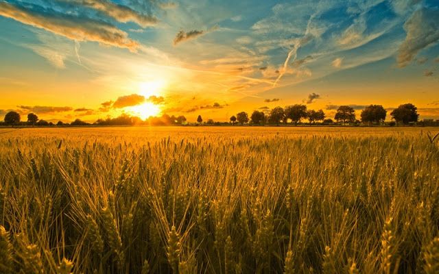 Gambar Sawah Padi Yang Cantik - KibrisPDR