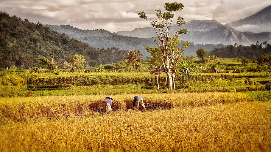 Detail Gambar Sawah Padi Yang Cantik Nomer 18