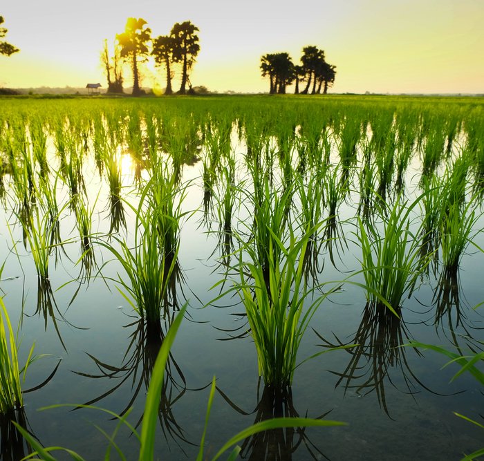 Detail Gambar Sawah Padi Yang Cantik Nomer 21